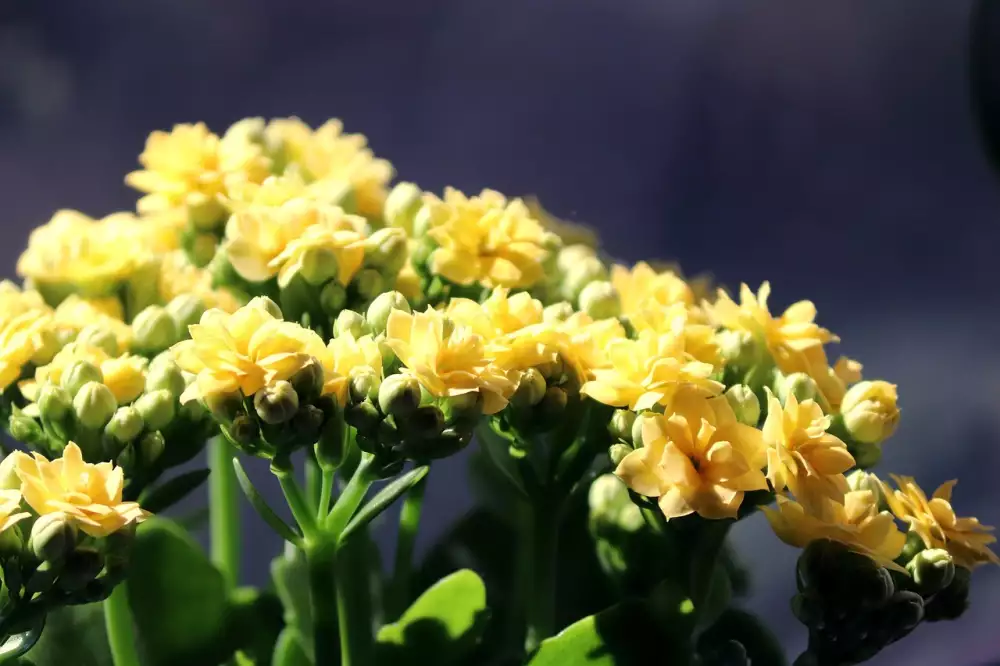 Kalanchoe Množení