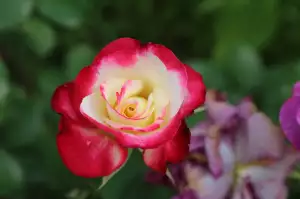 Odmítnutí Práce Přesčas