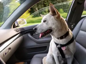 Copilot Ai